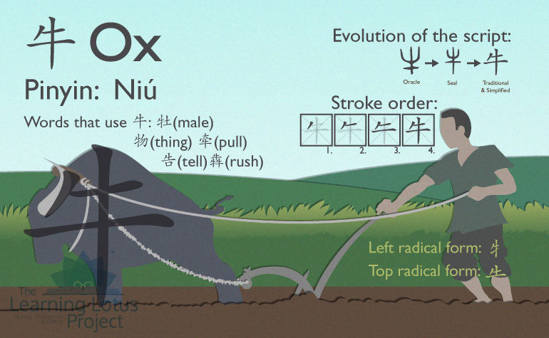 牛 | ox, cow, bull